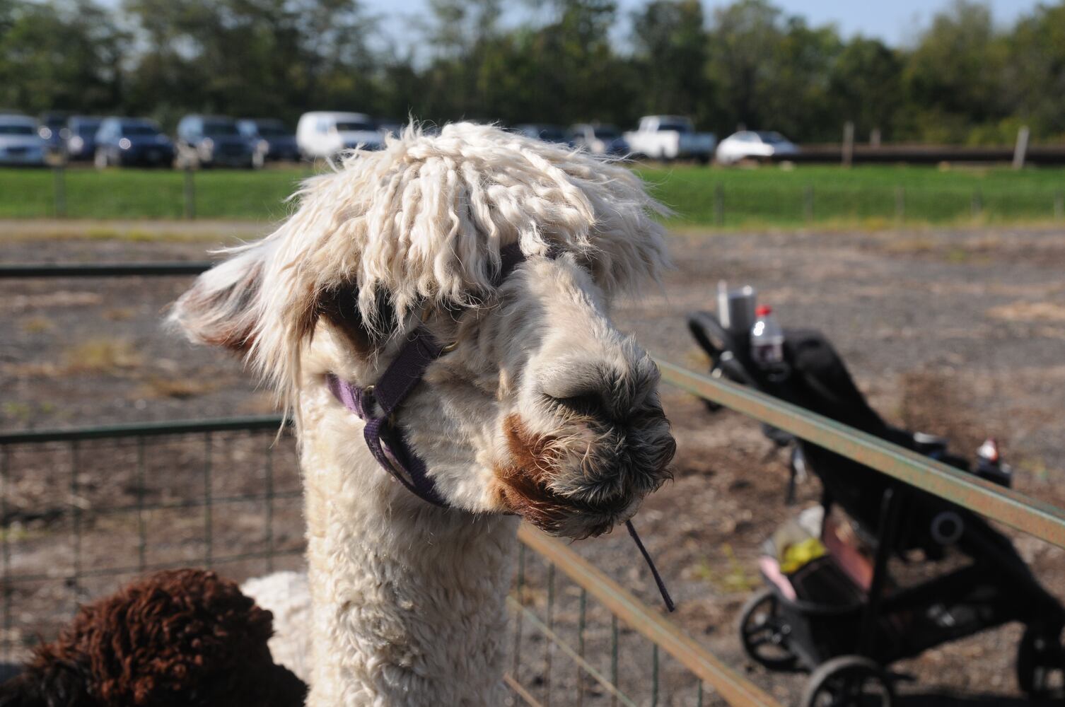 PHOTOS: Did we spot you at Lebanon Country Applefest?