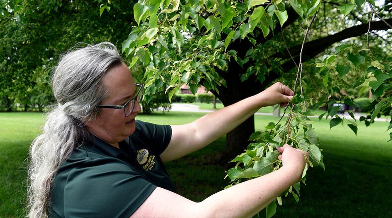 Wendi Van Buren, a regional urban forester with the Ohio Department of Natural Resources, studies the growth of a little-leaf linden tree May 18 near Turtle Pond at Wright-Patterson Air Force Base. The 88th Civil Engineer Group has partnered with the ODNR Division of Forestry to design a tree-planting strategy for Wright-Patterson. U.S. AIR FORCE PHOTO/TY GREENLEES