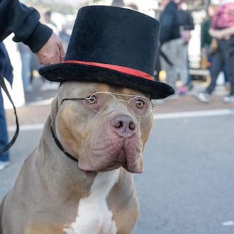 The 38th annual Christmas in Historic Springboro, the largest three-day holiday festival in the tri-state area, happened on Main St. from Friday, Nov. 21 through Sunday, Nov. 23, 2025. Here’s a look at highlights from Saturday. TOM GILLIAM/CONTRIBUTING PHOTOGRAPHER