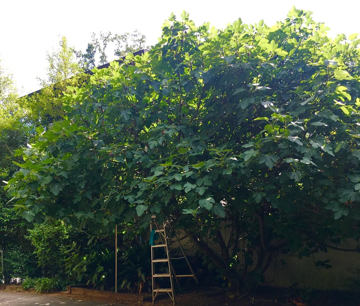 Figs offer last bite of summer in the South