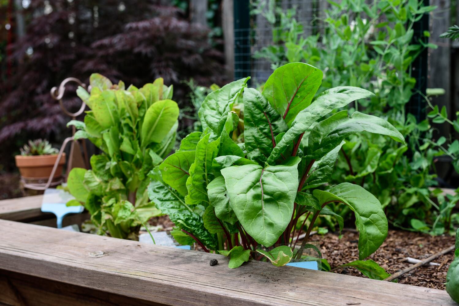 PHOTOS: 2024 St. Anne's Hill Historic District Garden Tour