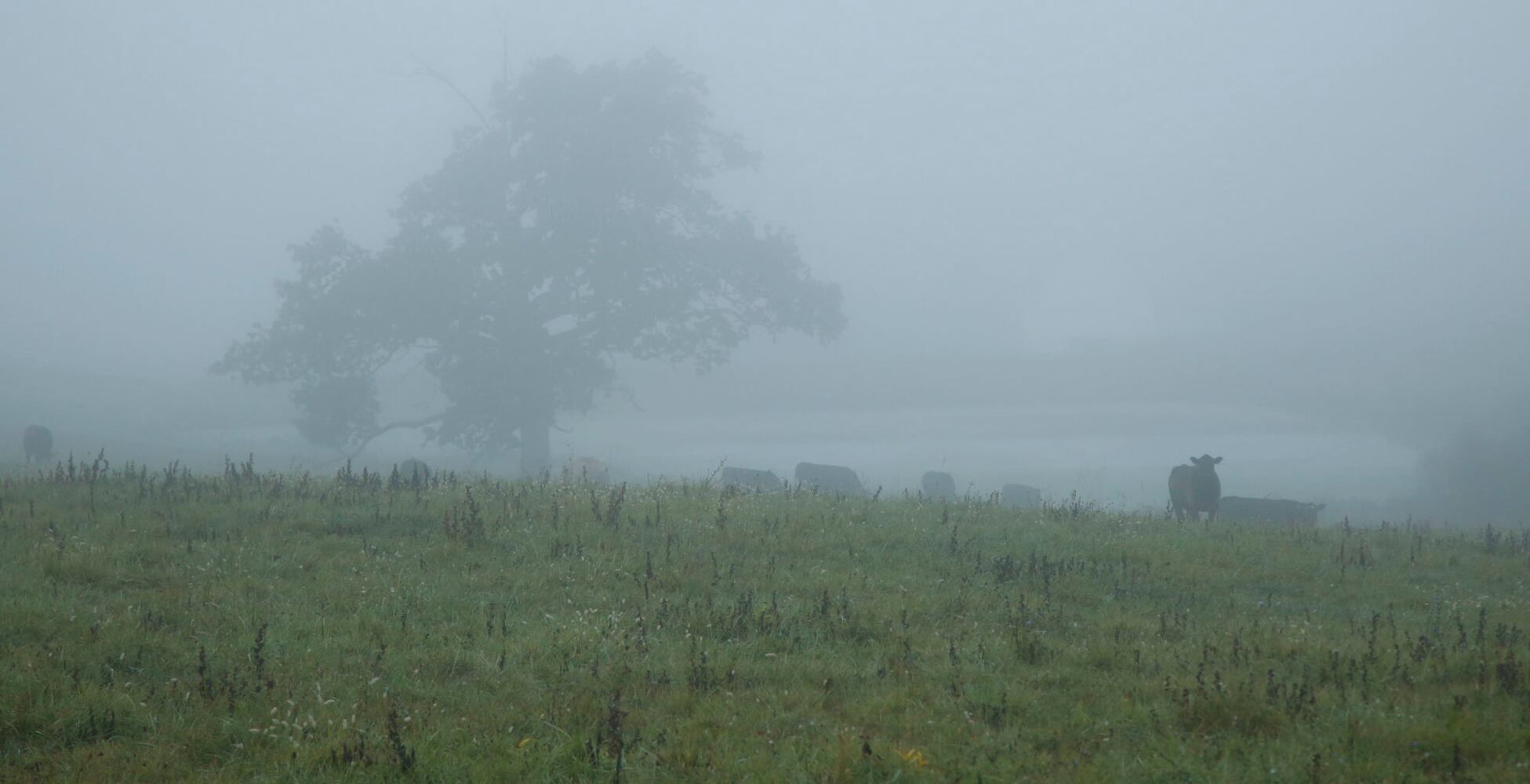 PHOTOS: See the dense fog that covered the Miami Valley on Tuesday