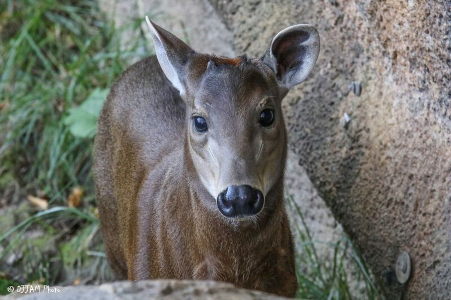 PHOTOS: This first look at Cincinnati Zoo's Zoo babies will be the best part of your day