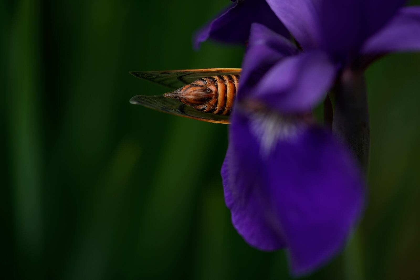 An adult periodical cicada crawls on an iris flower, Friday, May 16, 2025, in Cincinnati. (AP Photo/Carolyn Kaster)