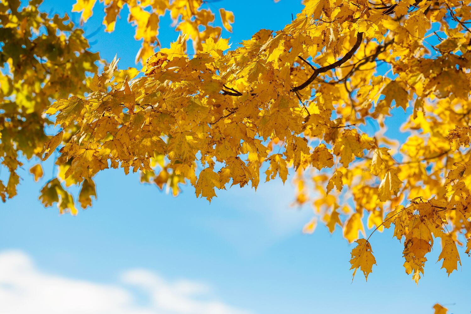 111025 snow cox carm