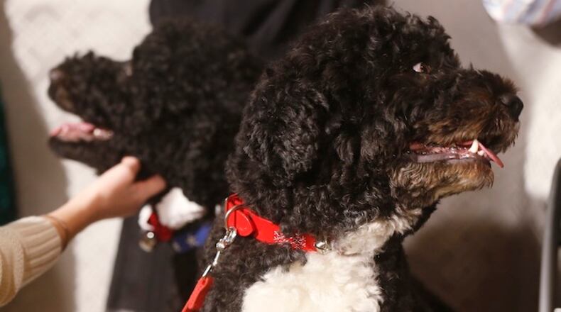 In this Dec. 4, 2013, file photo, Bo, right, and Sunny, the Obama family dogs, watch as children join first lady Michelle Obama in the State Dining Room at the White House in Washington. It’s hardly a dog’s life of just eating and sleeping for President Barack Obama’s pets Bo and Sunny. The Portuguese water dogs are popular canine ambassadors for the White House. They’ve become so in demand that they have schedules, like the president. (AP Photo/Charles Dharapak, File)
