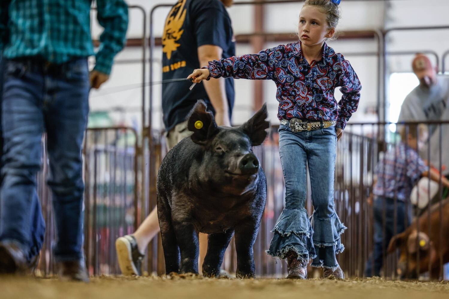 Greene County Fair Pee Wee Swine Showmanship