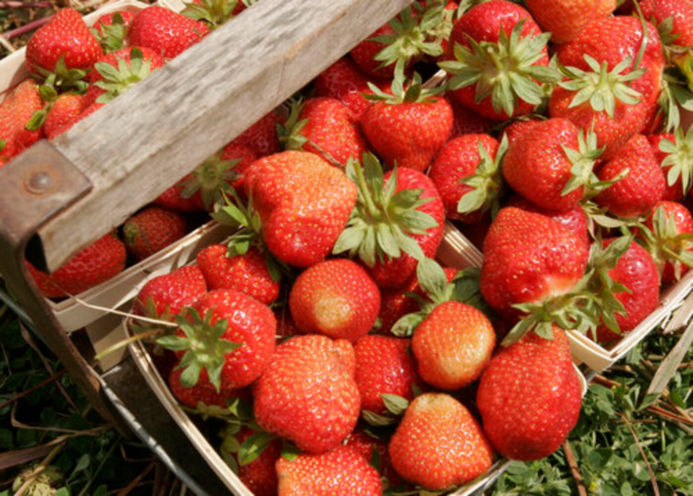 Fulton Farms strawberry fields