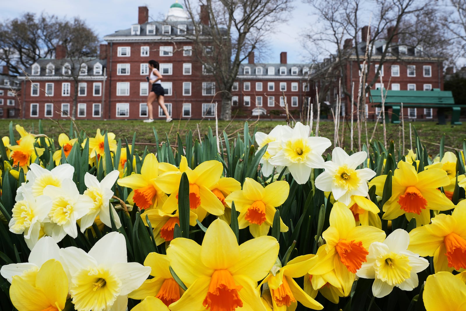 A runner passes daffodils and dormitories at Harvard University, Tuesday, April 15, 2025, in Cambridge, Mass. (AP Photo/Charles Krupa)
