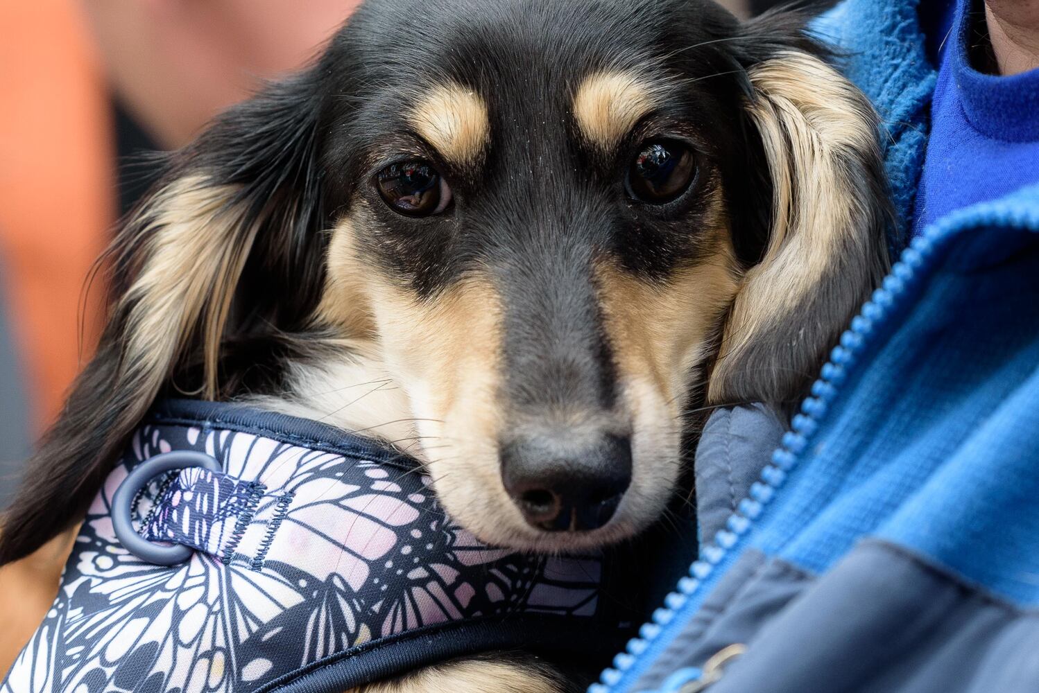 PHOTOS: Did we spot you at the Derby Day Wiener Dog Race in The Oregon District?