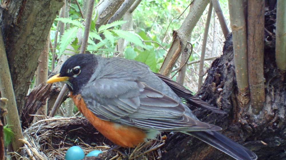 An American Robin looks over the eggs in her nest. iSTOCK/COX