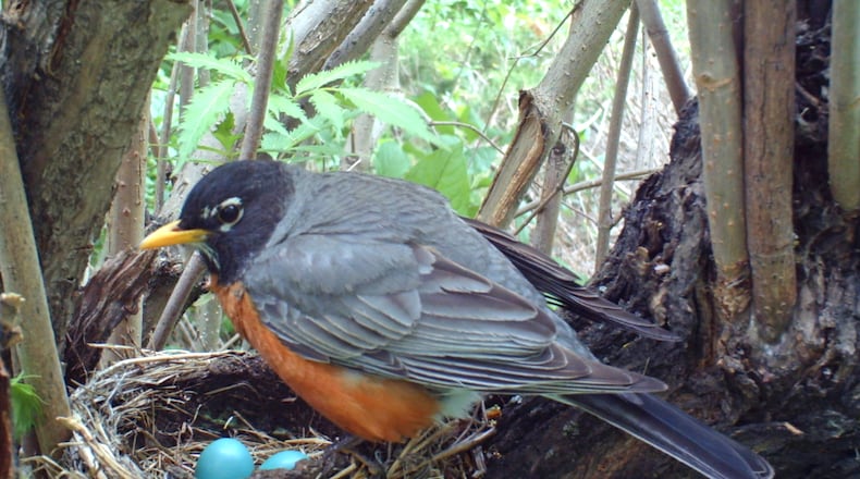 An American Robin looks over the eggs in her nest. iSTOCK/COX