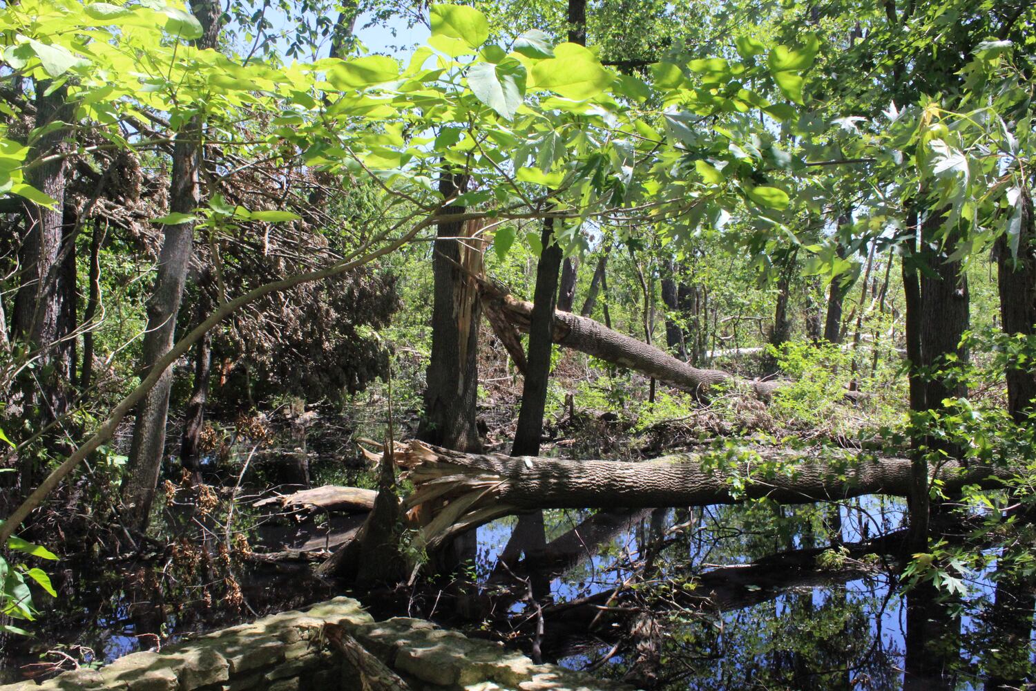 Photos: ‘extraordinary’ damage to parts of  Wegerzyn MetroPark, some parts mostly untouched