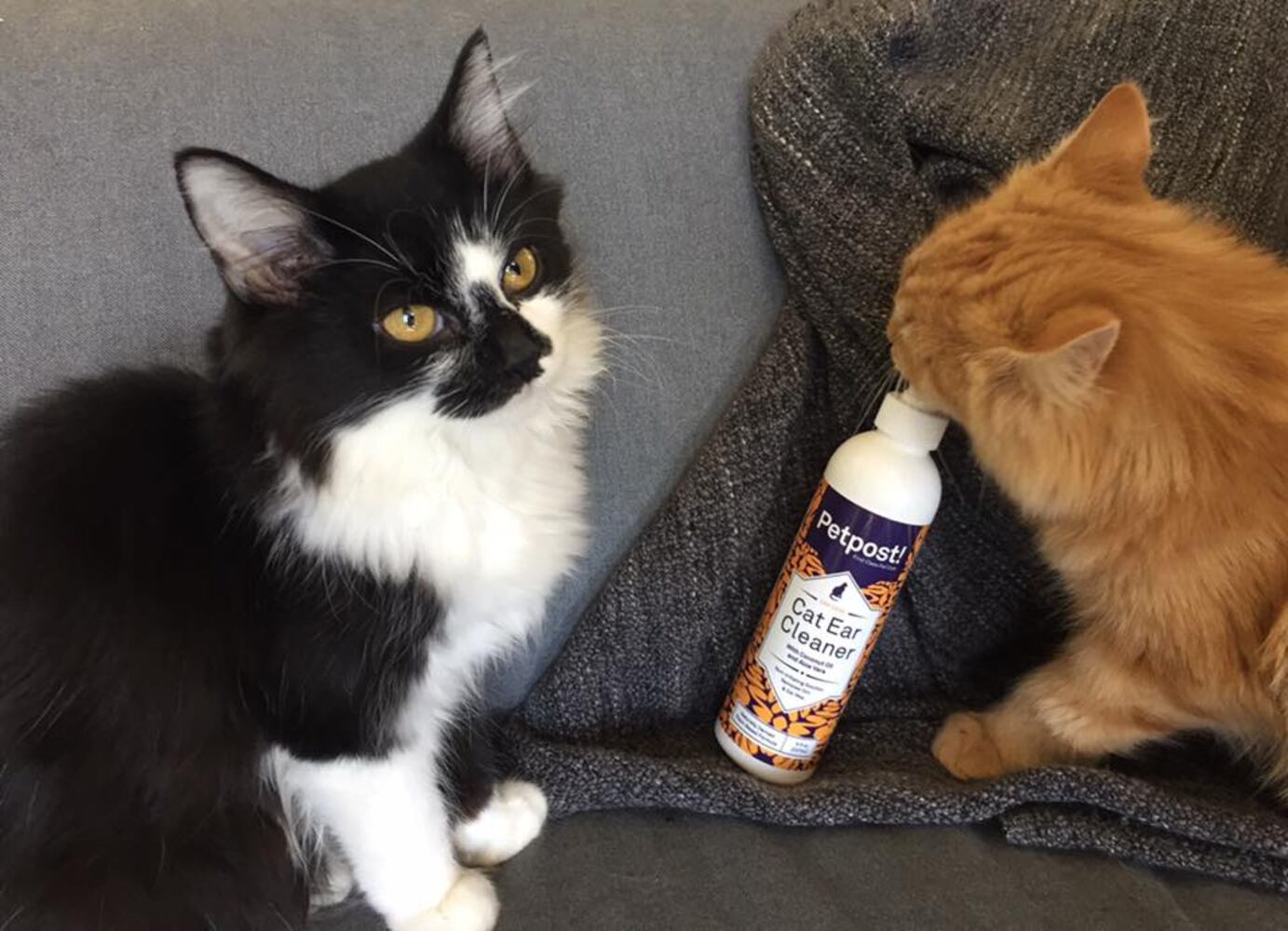 Wilpur and Meowrville Wright among Dayton cat cafe’s first tenants