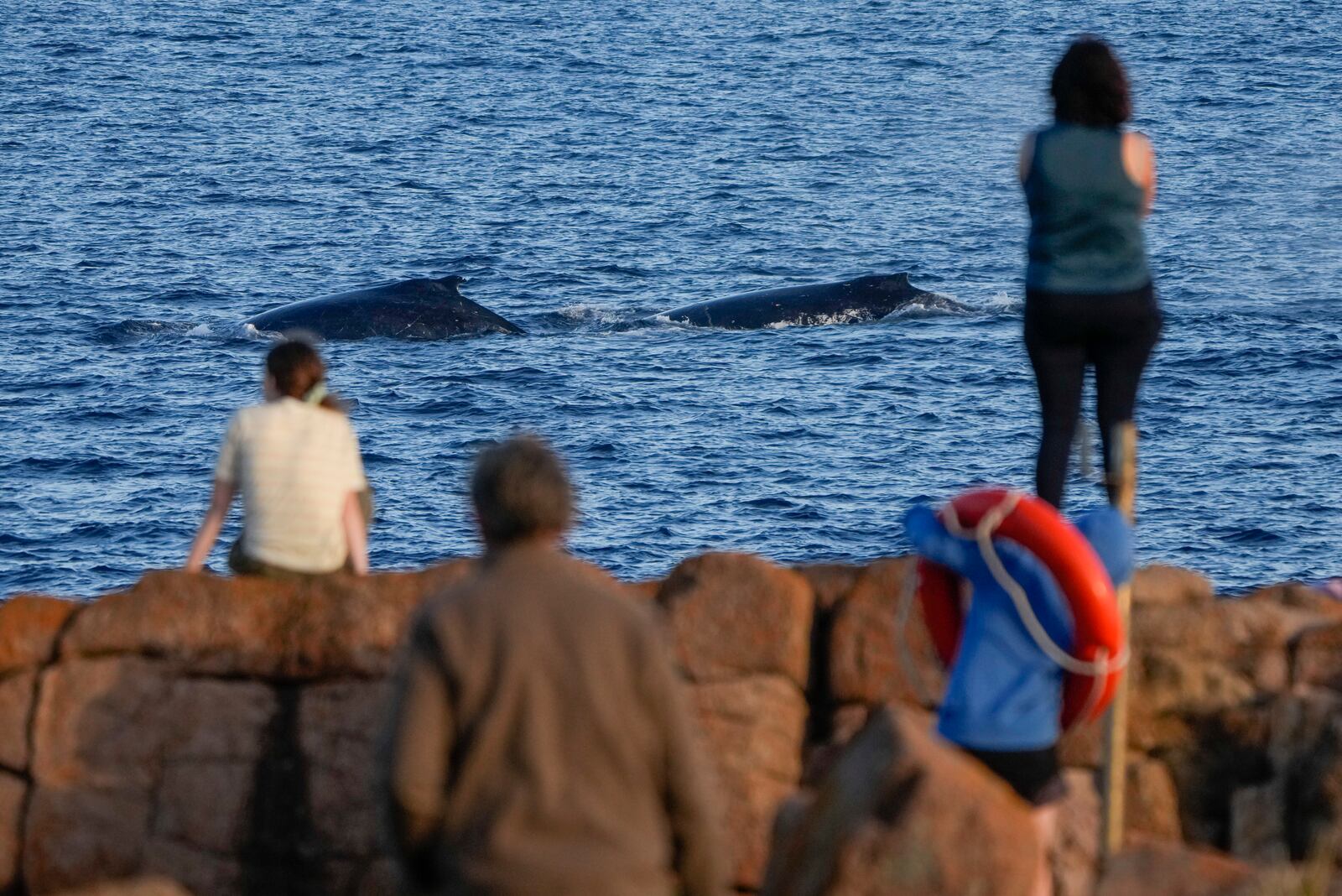 FILE - Spectators watch as whales swim past at Boat Harbour north of Sydney, Australia, on June 12, 2023. (AP Photo/Mark Baker, File)