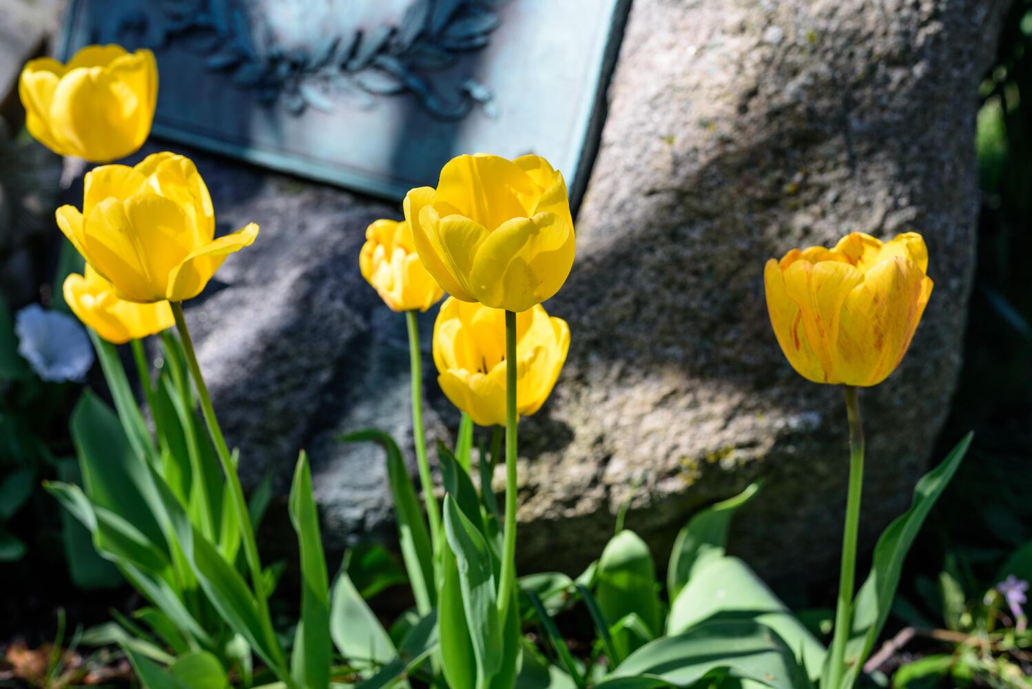 PHOTOS: Woof Walk at Woodland Cemetery & Arboretum