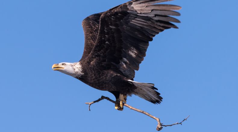 Photos of bald eagles taken on the grounds of Carillon Historical Park by photographer Jason Hale. CONTRIBUTED