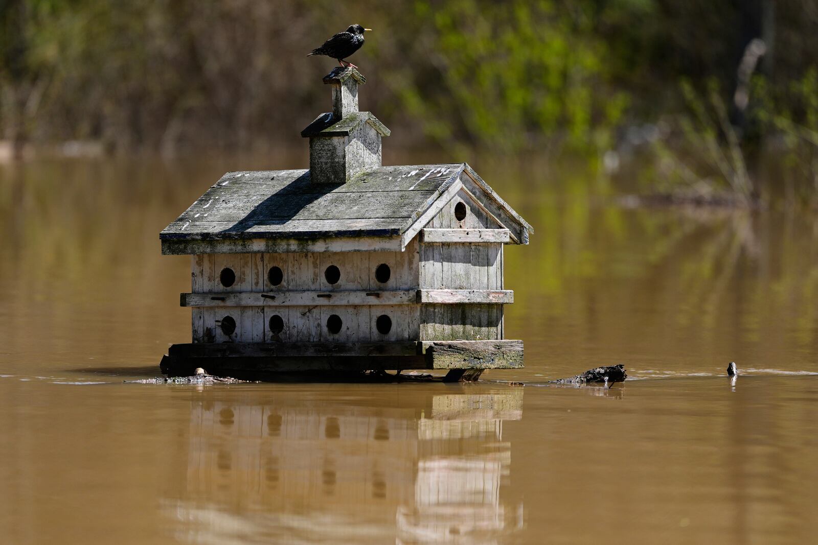 A bird sits atop a bird house in Lockport, Ky., flooded by the Kentucky River, Tuesday, April 8, 2025. (AP Photo/Carolyn Kaster)