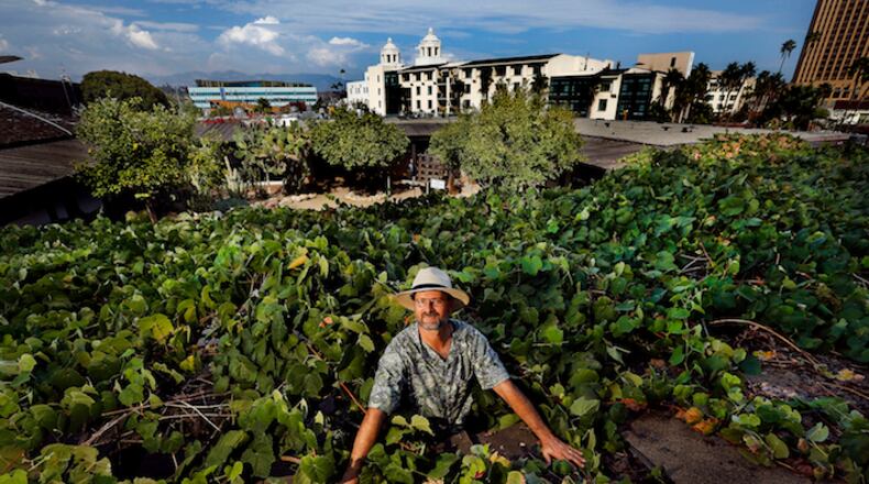 Los Angeles city archivist Mike Holland is surrounded by grapevines at Avila Adobe at Olvera Street El Pueblo in downtown Los Angeles. Holland is harvesting some of the Vina Madre grapes that the vines produce, with plans to turn them into a sweet wine. (Mel Melcon/Los Angeles Times/TNS)