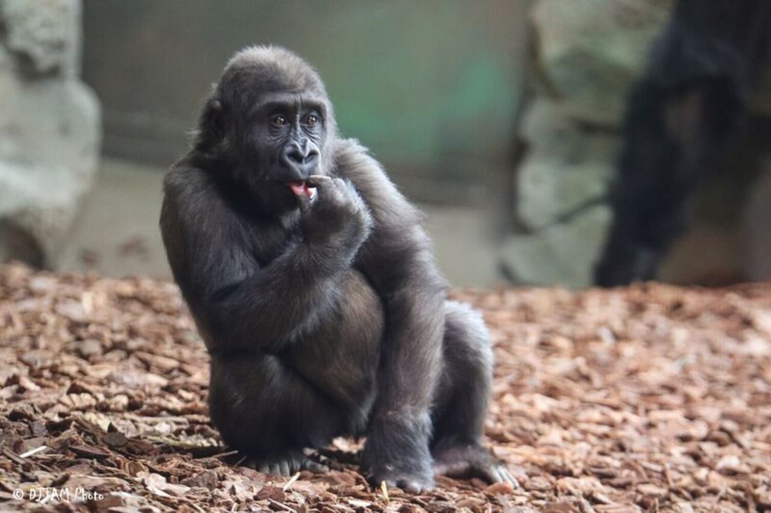 PHOTOS: This first look at Cincinnati Zoo's Zoo babies will be the best part of your day