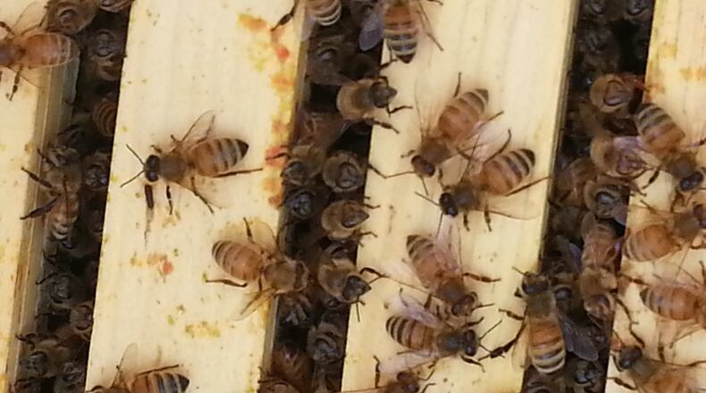 Honey bees, like these pictured, would be allowed in Hamilton if legislation being considered by the city is approved in coming months.