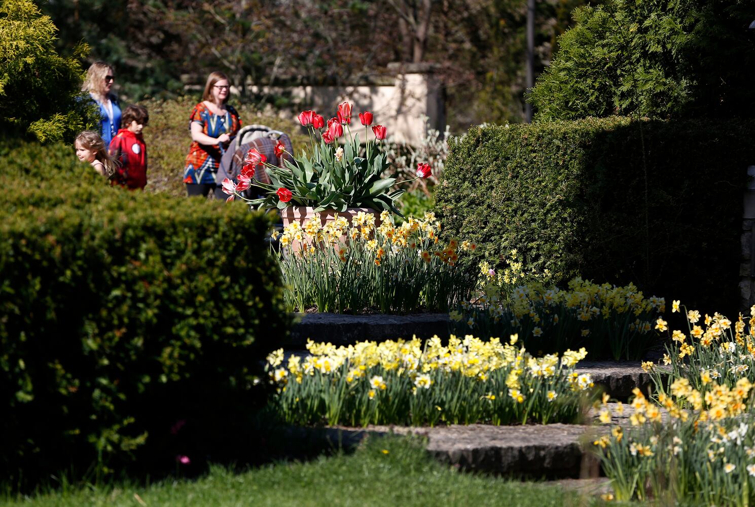 Spring flowers