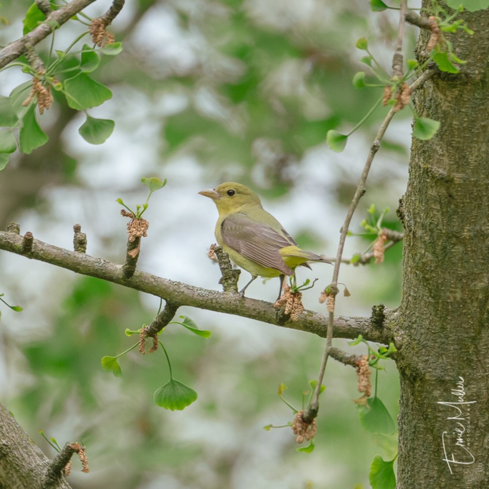 A summer tanager photographed by Ernie Muller at Woodland Cemetery in Dayton. CONTRIBUTED