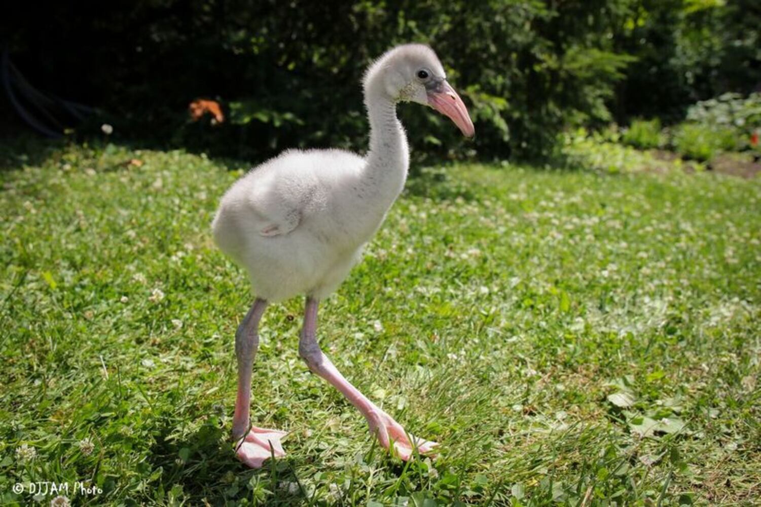 PHOTOS: This first look at Cincinnati Zoo's Zoo babies will be the best part of your day