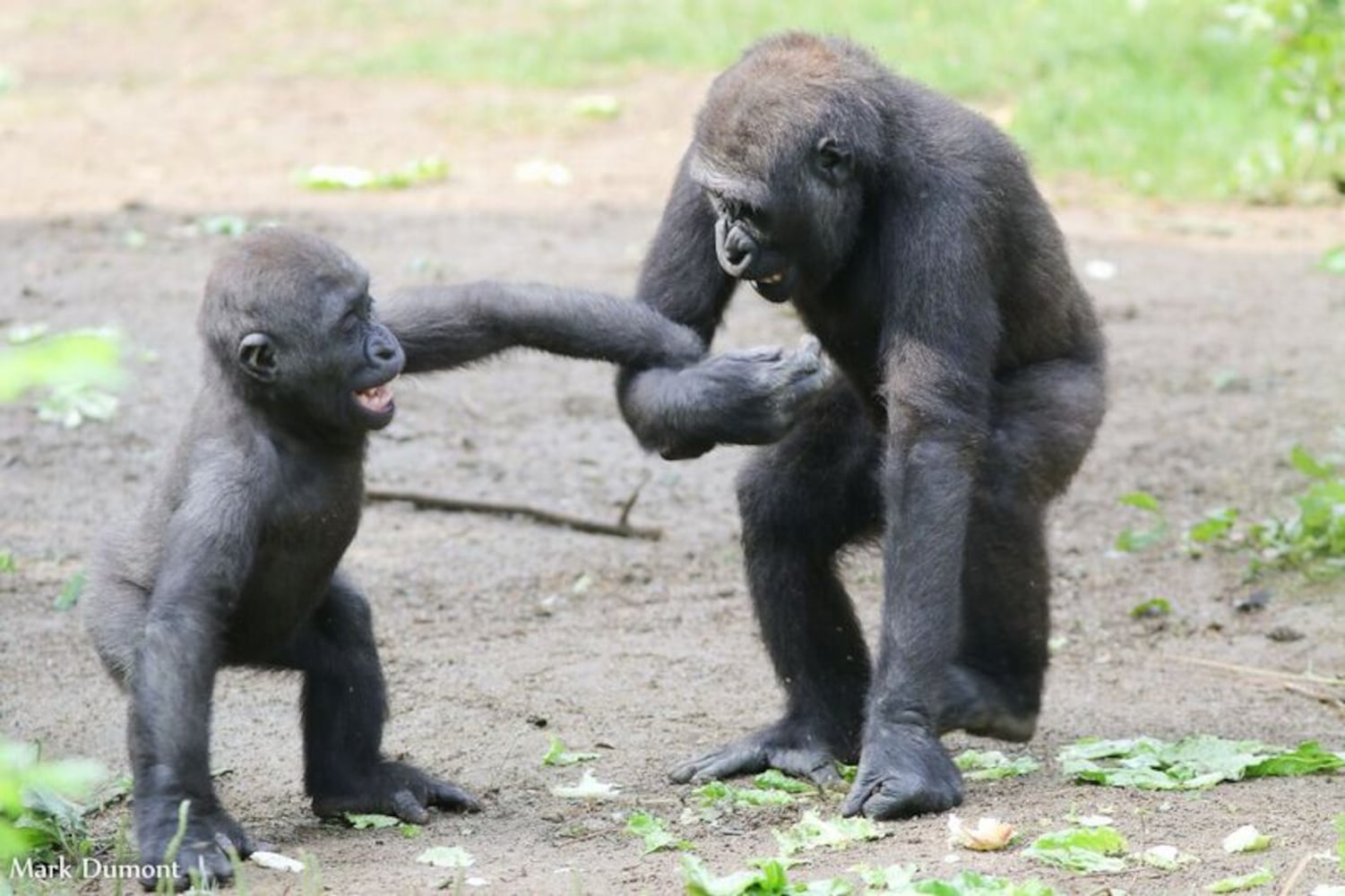 PHOTOS: This first look at Cincinnati Zoo's Zoo babies will be the best part of your day