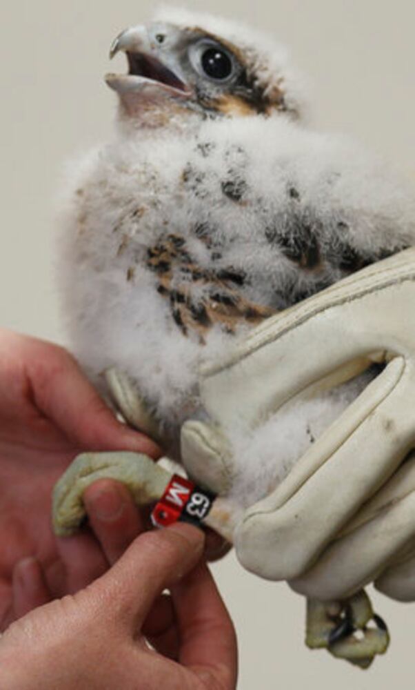 Peregrine falcons banded