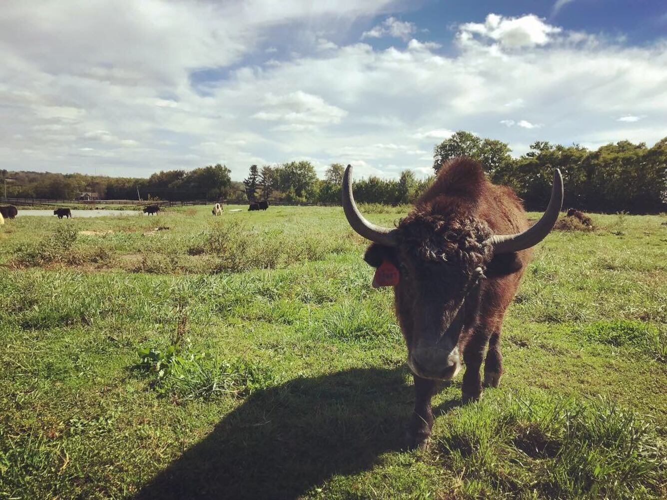 PHOTOS: These Tibetan Yaks in Lebanon are anything but camera shy
