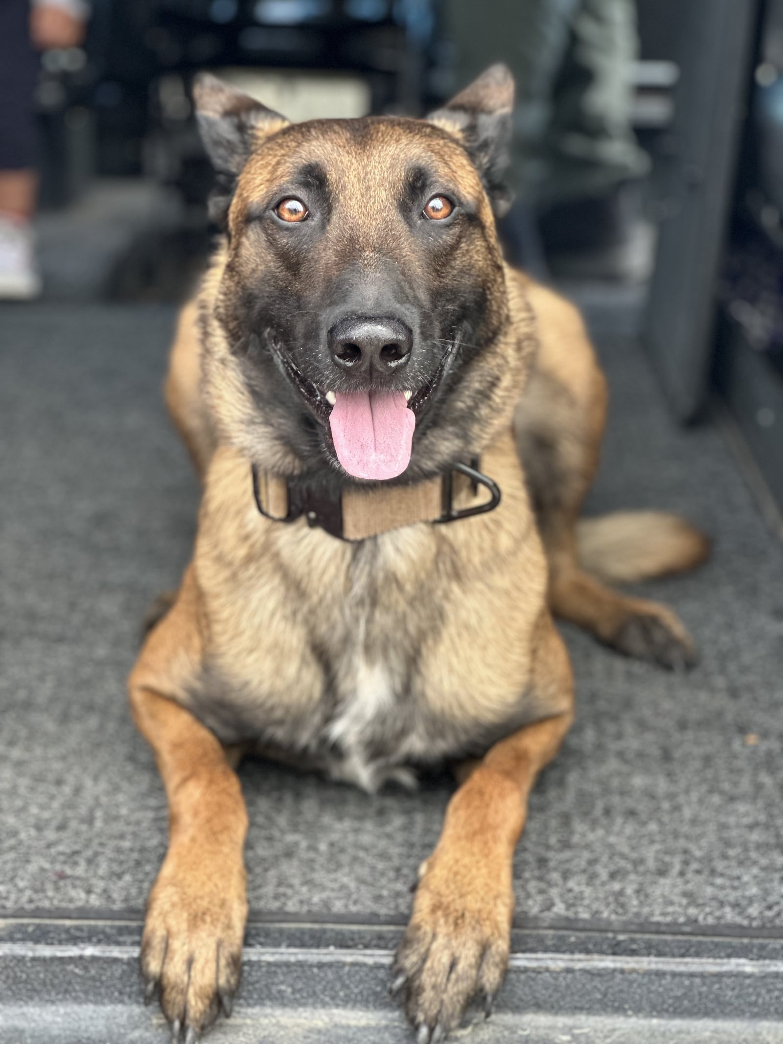 The 5-year-old Belgian Malinois was part of an elite canine partnership with Dayton Police officer Nathan Speelman who was his handler and friend. Scooby, who died Wednesday of cancer, worked numerous sporting events and concerts in the area – especially University of Dayton basketball – while doing his regular job as an explosives detection and ballistics recovery specialist. He was deployed 210 times, with over half of them explosives searches. CONTRIBUTED PHOTO