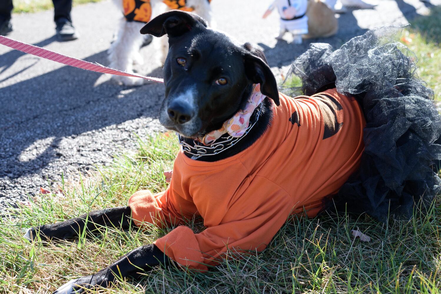 PHOTOS: Did we spot you and your dog at Wag-O-Ween at the Kettering Recreation Center?