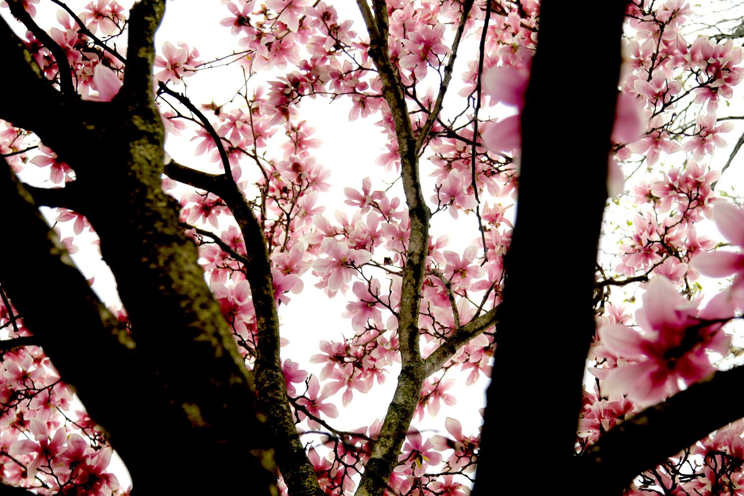 PHOTOS: Wegerzyn Gardens blooms in a brilliant display