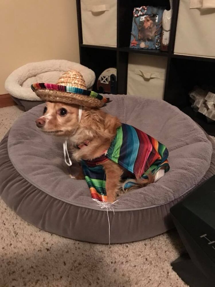 PHOTOS: Local pets ready for Halloween