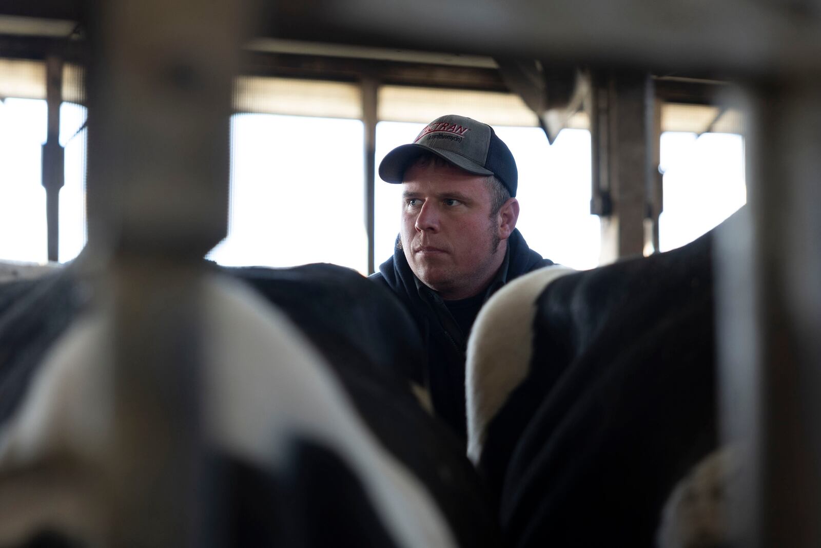 Dairy farmer Jeremy Brown inseminates a cow at Twin Birch Dairy on Friday, March 21, 2025, in Skaneateles, N.Y. (Caitlyn Daproza via AP)