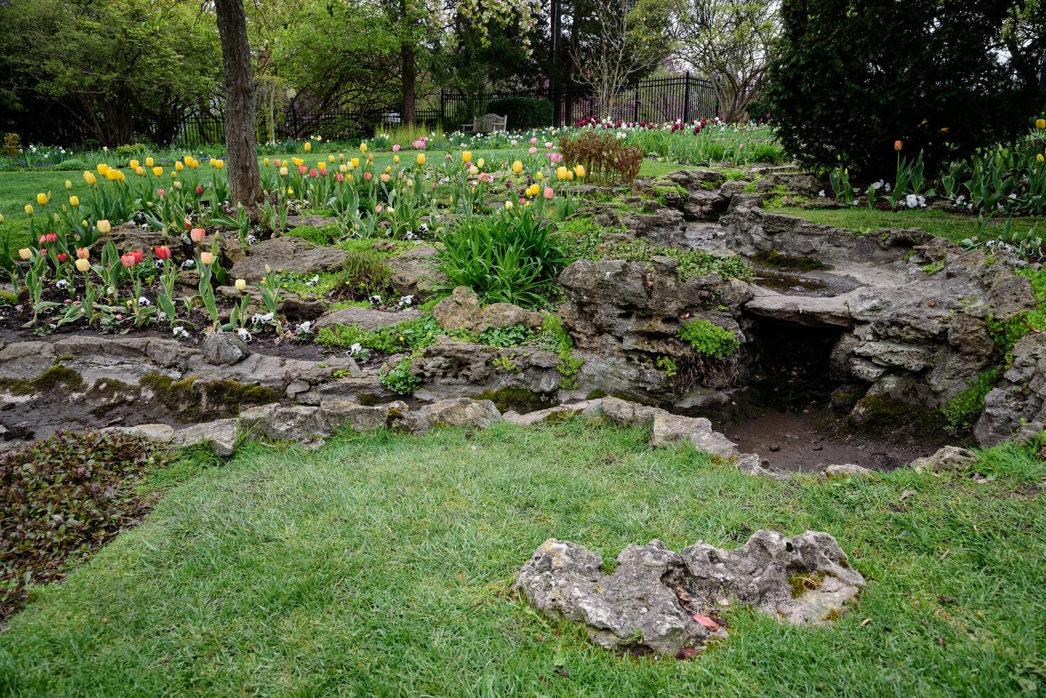PHOTOS: Multi-colored tulips are in full bloom at Smith Memorial Gardens