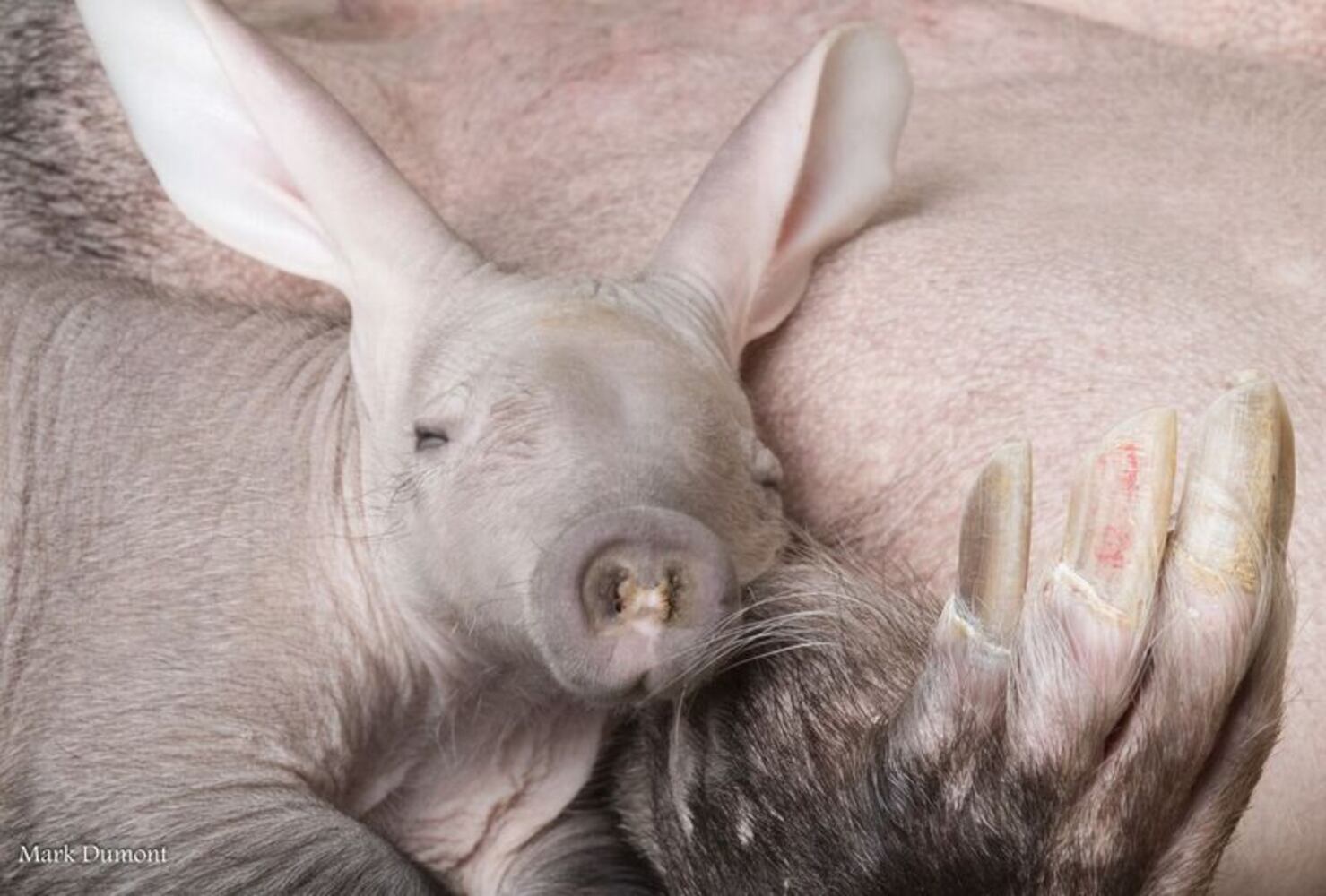 PHOTOS: This first look at Cincinnati Zoo's Zoo babies will be the best part of your day