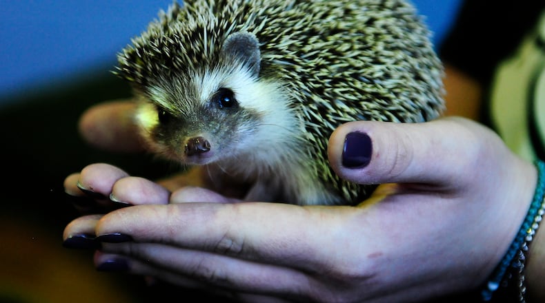 The Boonshoft Museum of Discovery’s Walnut the hedgehog agreed with groundhogs Punxsutawney Phil and Ohio's Buckeye Chuck on Friday, Feb. 2, 2024. Walnut did not see her shadow and forecasted an early start to spring. According to Boonshoft, the annual tradition actually is a nod to the ancient Roman custom of Candlemas Day, where hedgehogs initially were used to predict spring. MARSHALL GORBY\STAFF