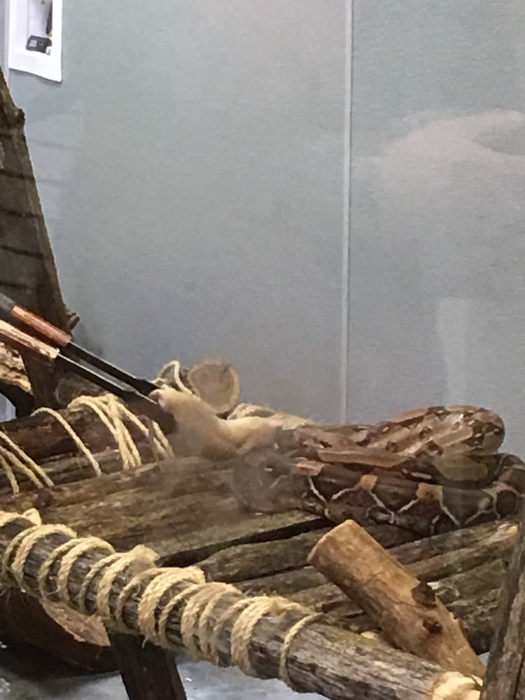 PHOTOS: Boonshoft Museum’s newest baby zoo animal is slithering into people’s hearts