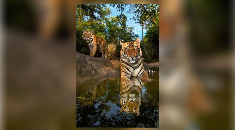 Dayton Live presents “On the Trail of Big Cats,” a National Geographic Live program from award-winning photographer Steve Winter, at Victoria Theatre in Dayton on Sunday and Monday, Jan. 22 and 23.