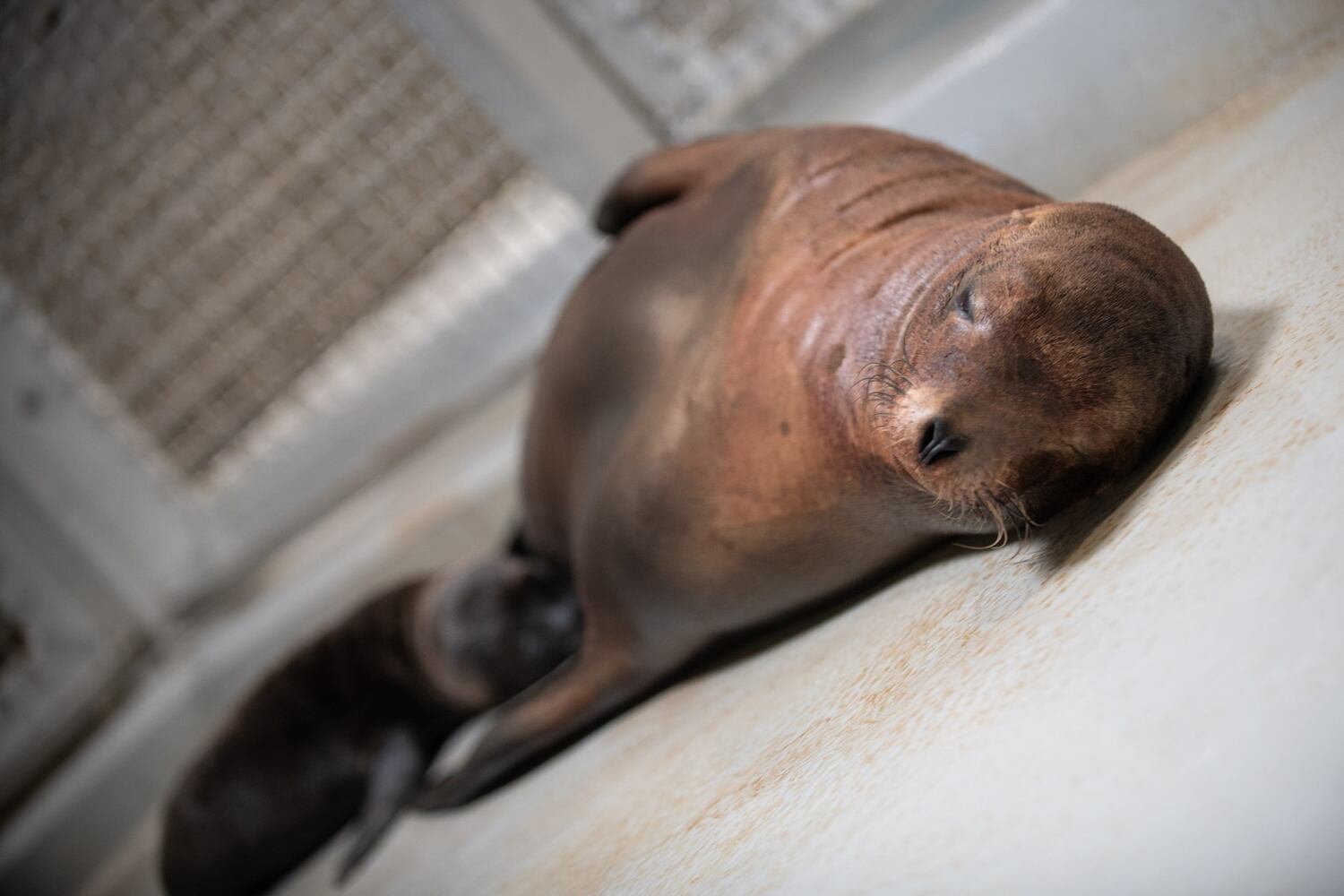 PHOTOS: Adorable baby elephant and sea lion steal the show at the Columbus Zoo