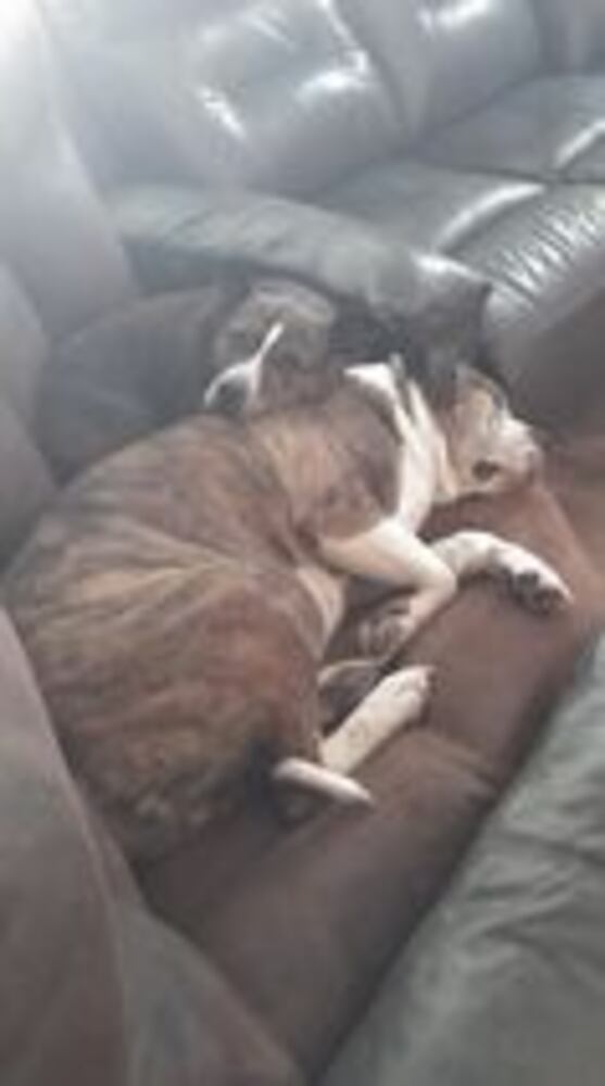 National Dog Day in the Miami Valley