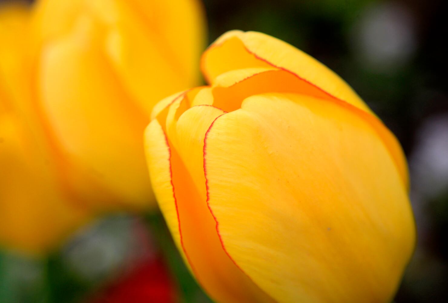 PHOTOS: Tulip time! Oakwood’s Smith Memorial Gardens is overflowing with colorful blooms