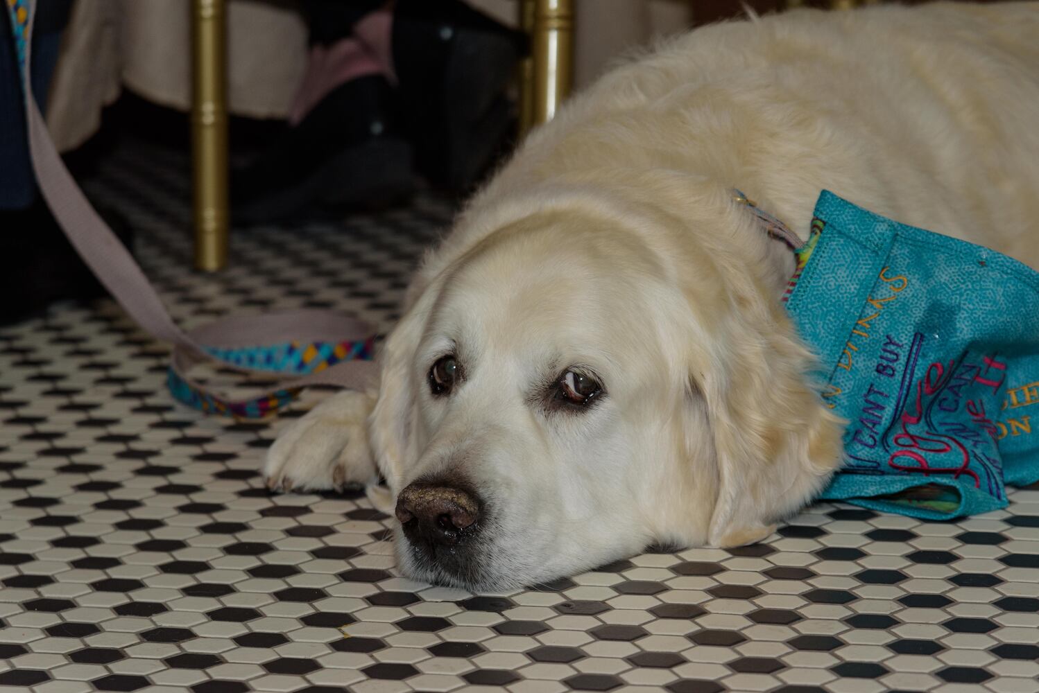 PHOTOS: Did we spot you at the Pet Afflaire Gala at the Dayton Arcade?
