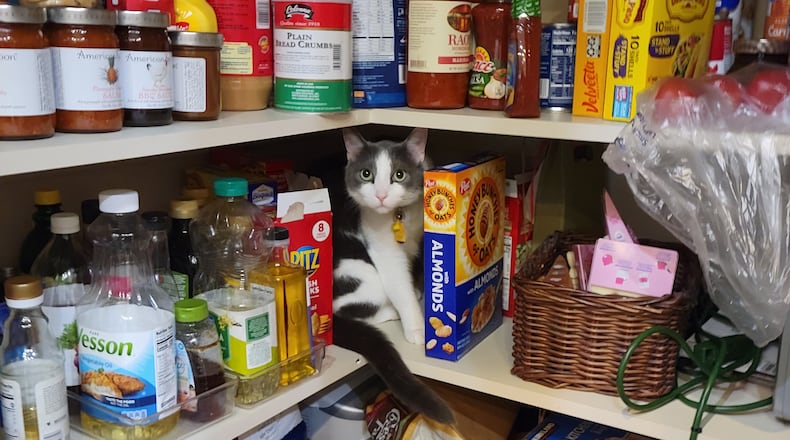 Pip in the pantry playing a hidden objects game. KARIN SPICER/CONTRIBUTED