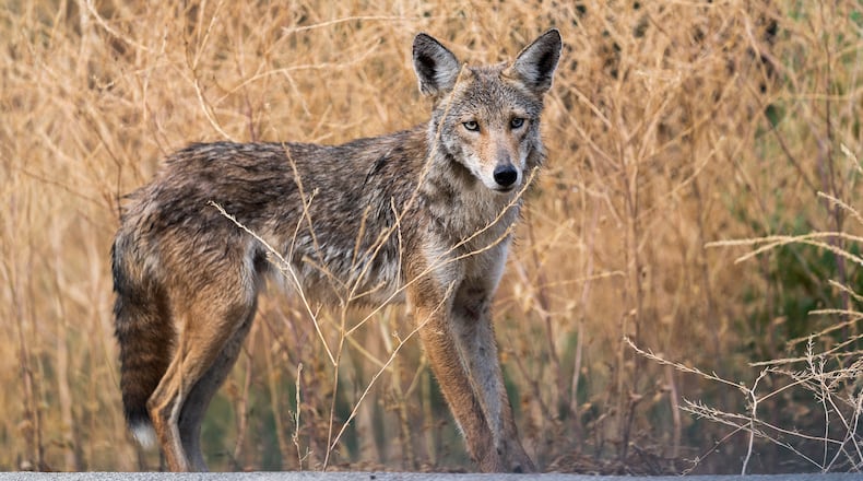 Coyotes are seen in a variety of Dayton-area communities, but a local wildlife expert says the population has not necessarily grown rapidly. (AP Photo/Damian Dovarganes)