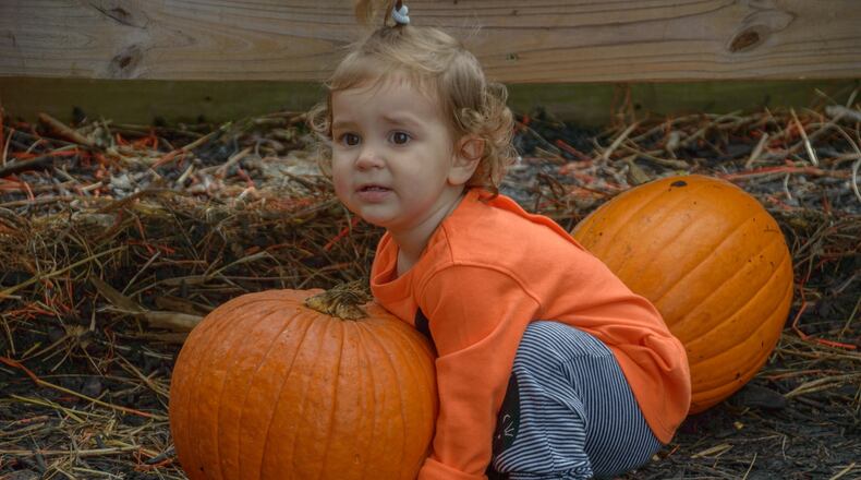This favorite family festival was held at Young's Jersey Dairy on Oct. 1-2, 2016 in Yellow Springs, Ohio.