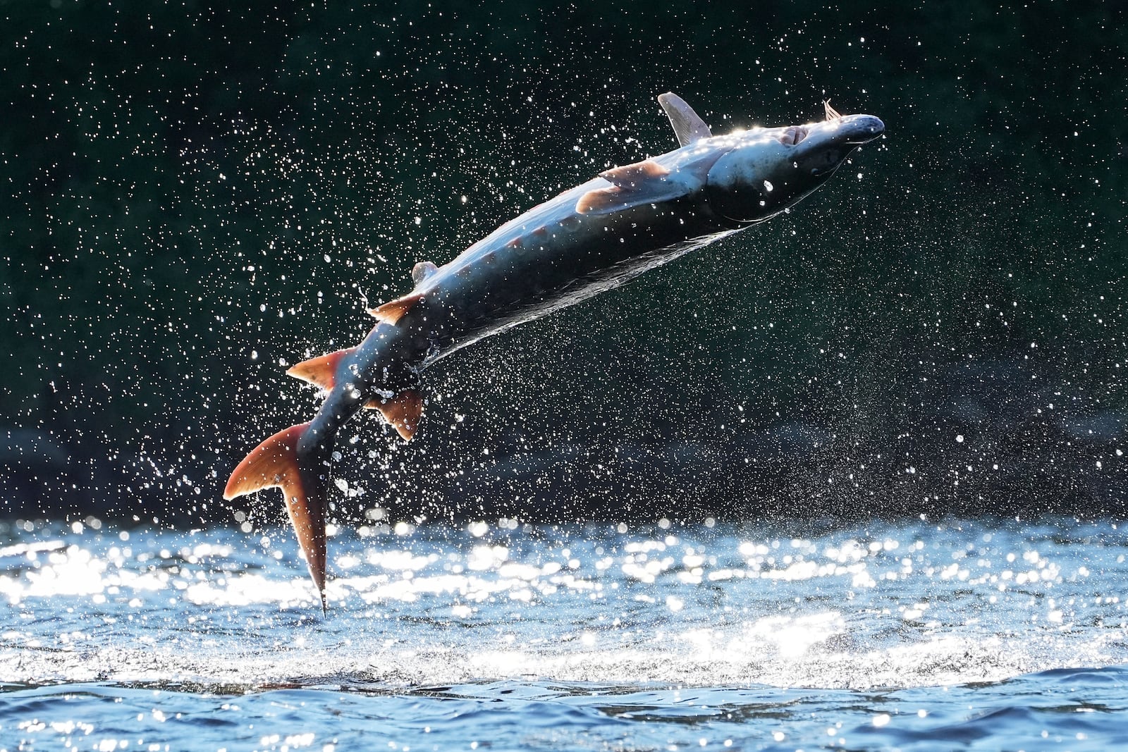 A shortnose sturgeon crashes down on its back after leaping from the Kennebec River, Wednesday, July 23, 2025, in Augusta, Maine. Scientists speculate the mysterious behavior may be anything from a form of communication to parasite removal. (AP Photo/Robert F. Bukaty)