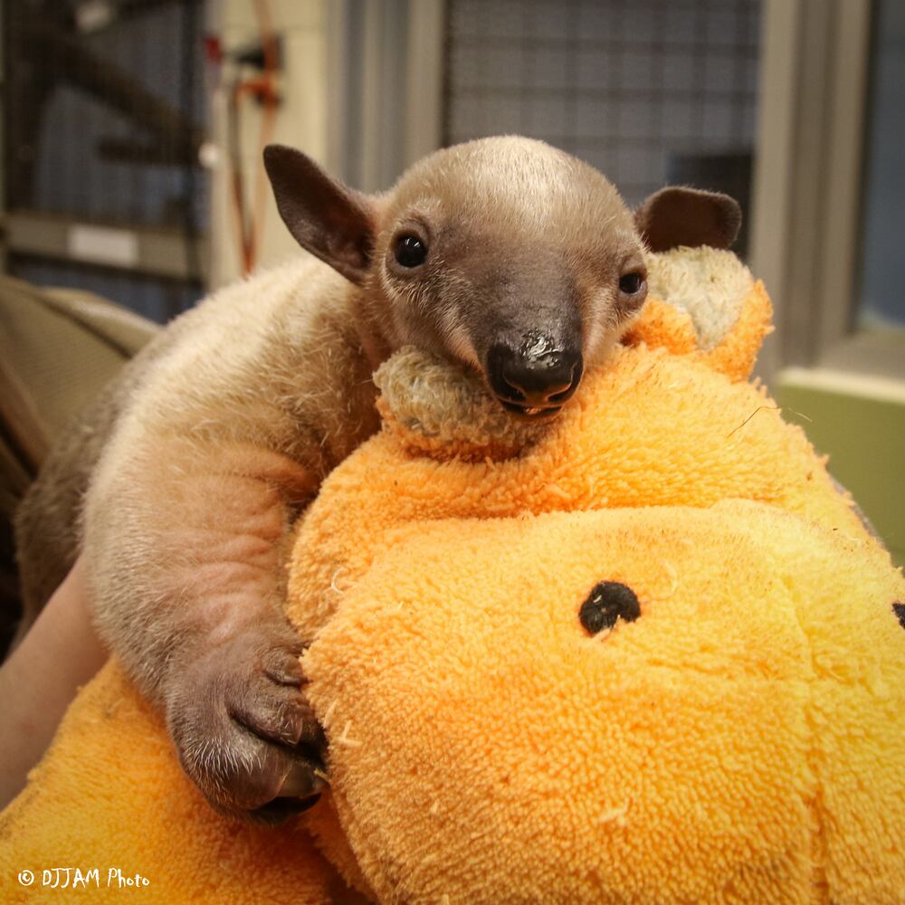 PHOTOS: Oh, these faces! Celebrating Cincinnati Zoo babies